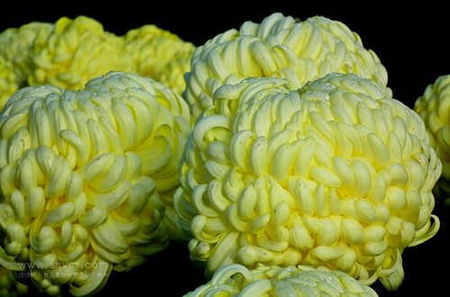 一朵菊花開出七種顏色?用手持氣象站促進(jìn)菊花的種植 一朵菊花開出七種顏色?用手持氣象站促進(jìn)菊花的種植